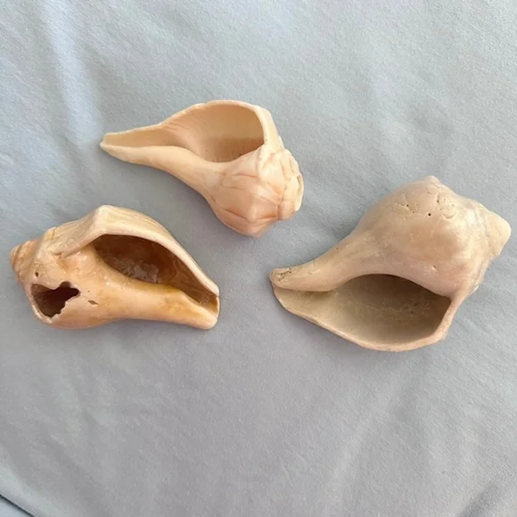 Natural Conch Shells, Set of 3, each 4.25-4.5" long - Picture 4 of 4